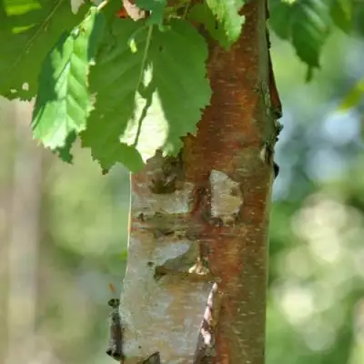 Береза бумажная в Солигорске