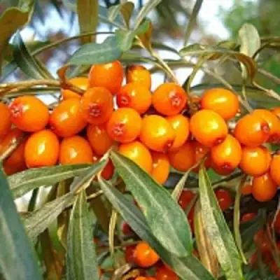 Облепиха БОТАНИЧЕСКАЯ в Солигорске