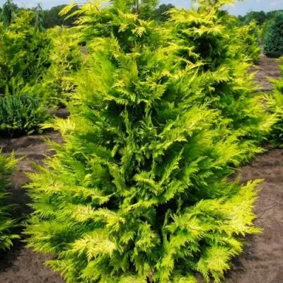 Кипарисовик ГОЛДЕН ВОНДЕР лавсона в Солигорске