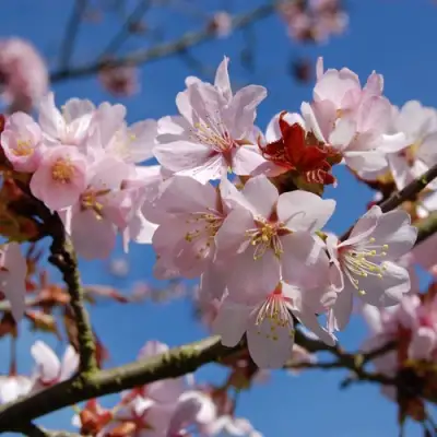 Вишня РАНЧО САРЖЕНТА в Солигорске