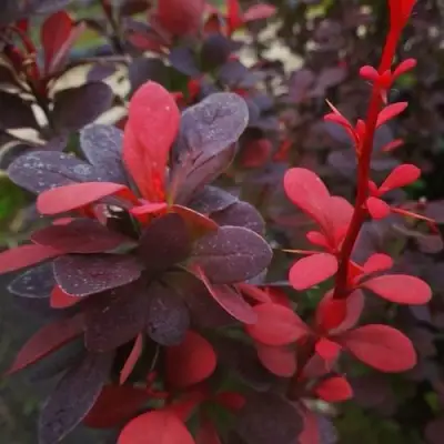 Барбарис РЕД ПИЛЛАР тунберга в Солигорске