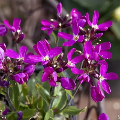 Арабис РОУЗ делайт в Солигорске