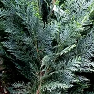 Кипарисовик ДАРТС БЛЮ РИББОН лавсона в Солигорске