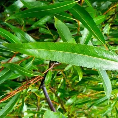 Ива ломкая  в Солигорске