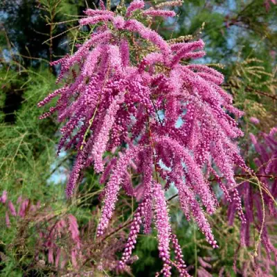 Тамарикс ПИНК КАСКАД в Солигорске