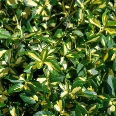 Бересклет САНСПОТ форчуна в Солигорске