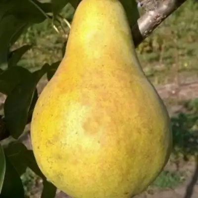 Груша КОНКОРД в Солигорске
