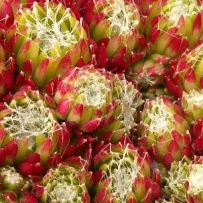 Молодило ХУКЕРА в Солигорске