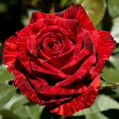 Роза РЕД ИНТУИШН чайно-гибридная в Солигорске