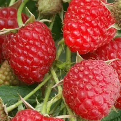 Малина КОЛОКОЛЬЧИК в Солигорске