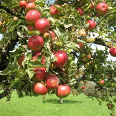 Яблоня ОРЛИК в Солигорске