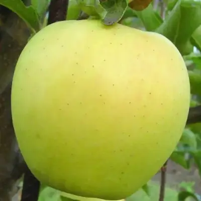 Яблоня ГОЛДЕН ДЕЛИШЕС в Солигорске