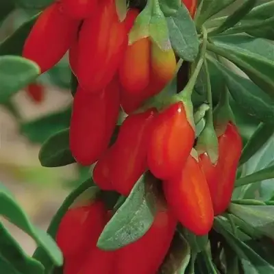 Годжи ВЯЧЕСЛАВ в Солигорске