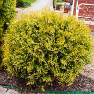 Туя КОЛЛЕРС ГОЛД складчатая в Солигорске
