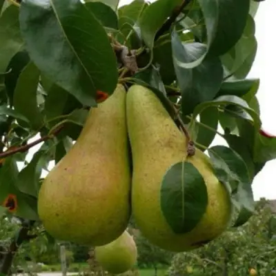 Груша КОНКОРД в Солигорске