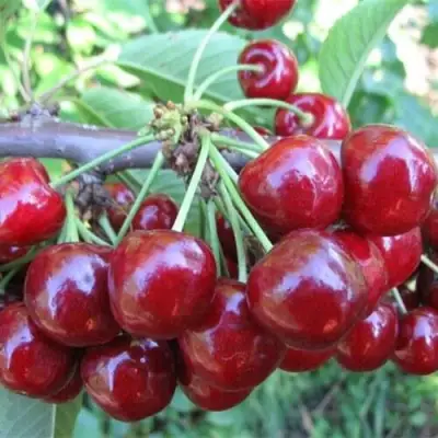 Вишня ДЕСЕРТНАЯ МОРОЗОВОЙ в Солигорске