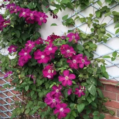 Клематис ЭРНЕСТ МАРКХАМ в Солигорске