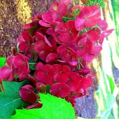 Гортензия АМЕТИСТ дуболистная в Солигорске