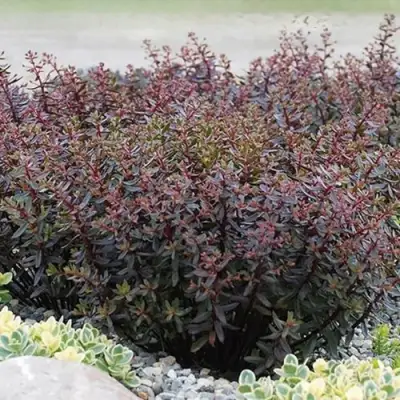 Очиток (седум) САНСПАРКЛЕР ДЖЕЙД ТАФФЕТ в Солигорске