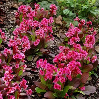 Бадан ФЛИРТ в Солигорске