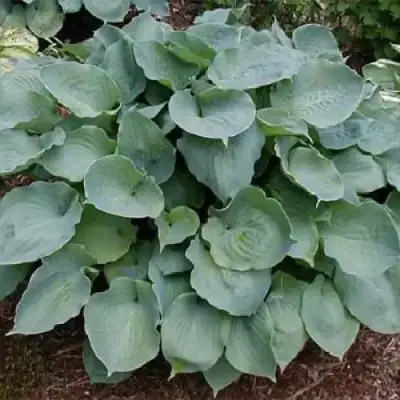 Хоста МУНЛАЙТ СОНАТА гибридная в Солигорске