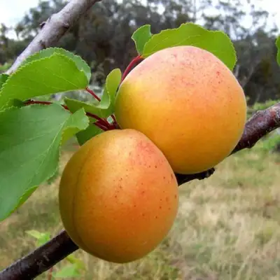 Абрикос ОРЛОВЧАНИН  в Солигорске