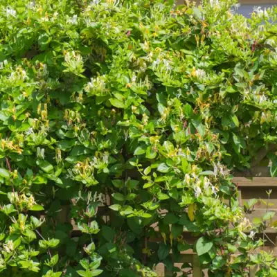 Жимолость ХАЛЛИАНА японская (Хелиана) в Солигорске