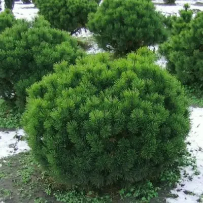 Сосна горная МУГУС в Солигорске