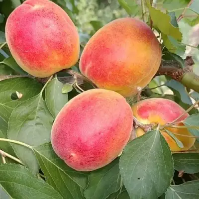 Абрикос ОСОБЕННЫЙ ДЕНИСЮКА в Солигорске