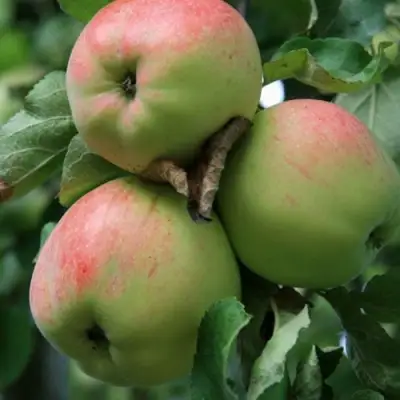 Яблоня УТРО в Солигорске