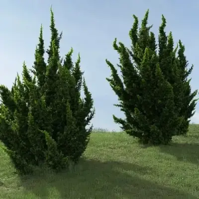 Можжевельник КАЙЗУКА китайский в Солигорске