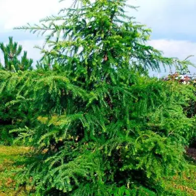 Лиственница европейская в Солигорске