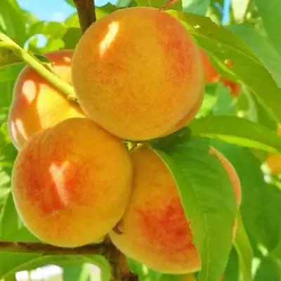 Персик ВЕТЕРАН в Солигорске