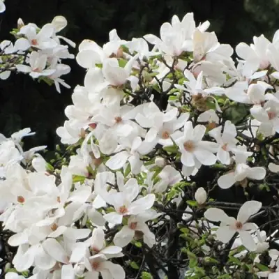 Магнолия КОБУС в Солигорске