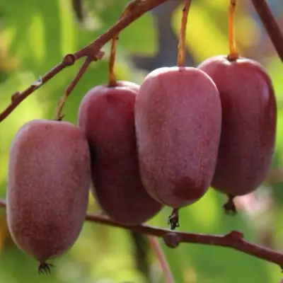 Актинидия ПУРПУРНО САДОВАЯ  аргута в Солигорске