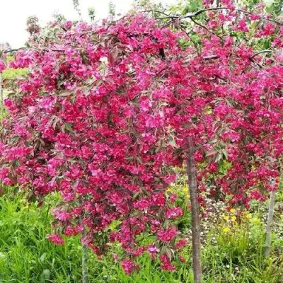 Яблоня КИНГ БЬЮТИ декоративная в Солигорске