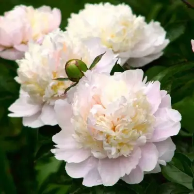 Пион ШИРЛИ ТЕМПЛ травянистый в Солигорске