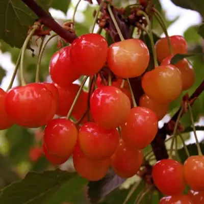 Черешня ФАТЕЖ в Солигорске