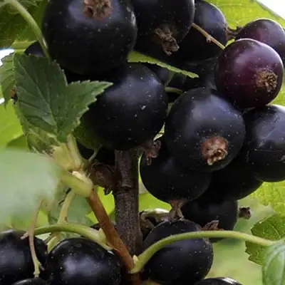 Смородина чёрная НЕСТЕР КОЗИН в Солигорске