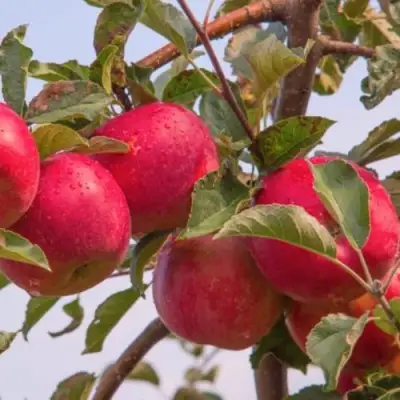 Яблоня РОЖДЕСТВЕНСКОЕ в Солигорске