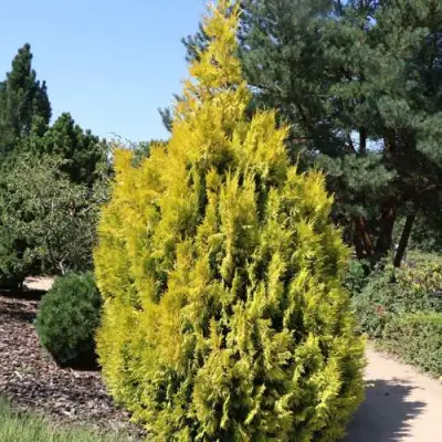 Туя СТОУНХАМ ГОЛД складчатая в Солигорске