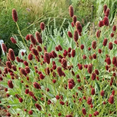 Кровохлебка БИТЛВИНГЗ в Солигорске