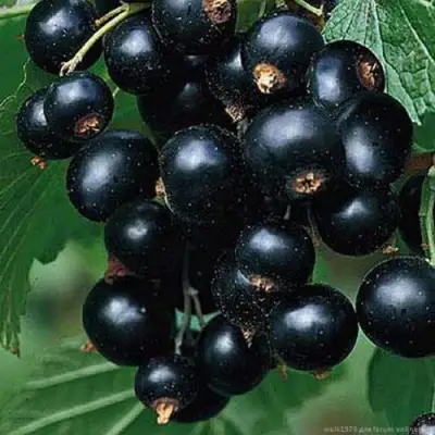 Смородина черная БЕН КОНАН в Солигорске