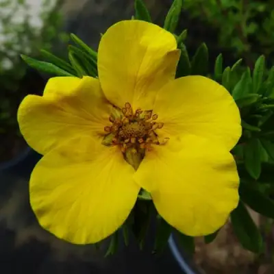 Лапчатка ГОЛДФИНГЕР кустарниковая в Солигорске