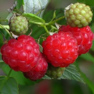 Малина СОЛНЫШКО в Солигорске