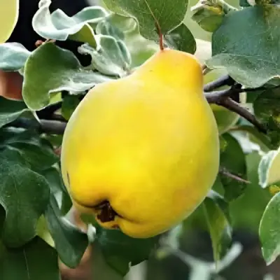 Айва МИР в Солигорске