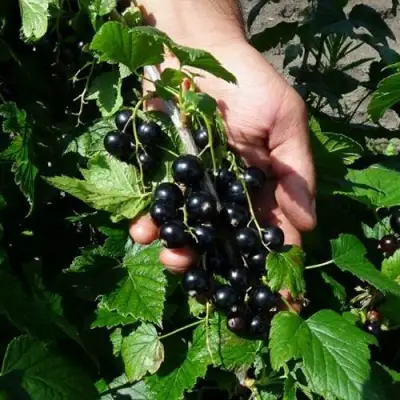 Смородина чёрная СЕЛЕЧЕНСКАЯ в Солигорске