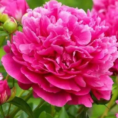 Пион НОЧНЫЕ ГРЕЗЫ древовидный в Солигорске