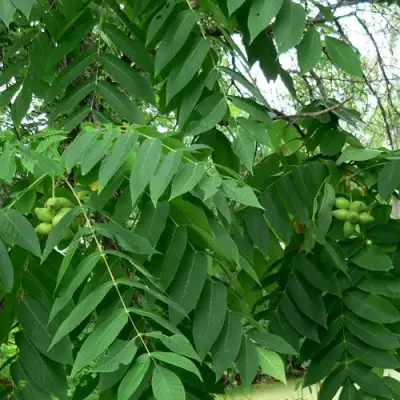 Орех МАНЬЧЖУРСКИЙ в Солигорске