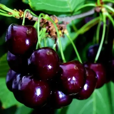 Дюк НОЧКА в Солигорске